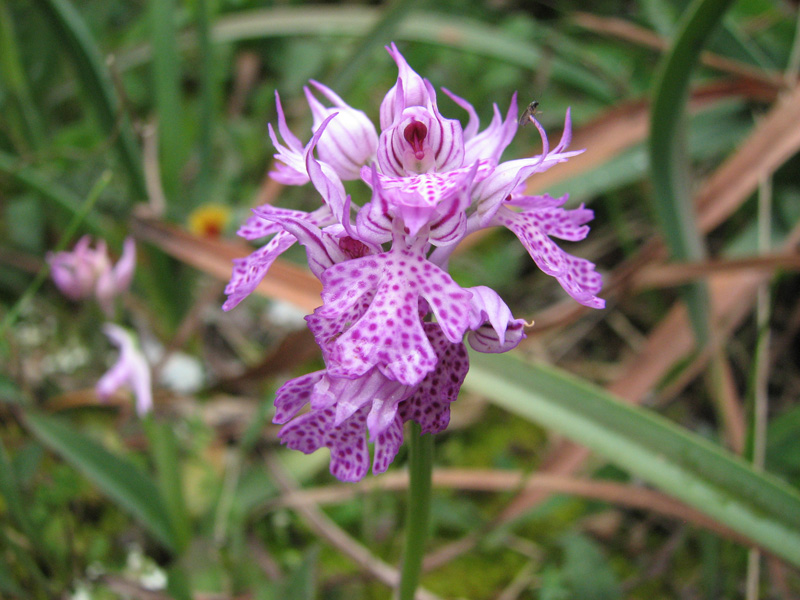 Neotinea tridentata